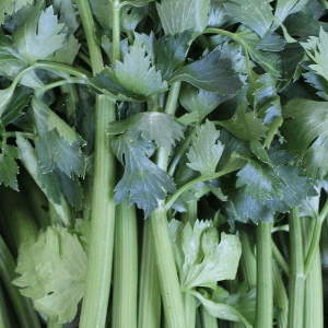 CELERI BRANCHE - 500 g - 